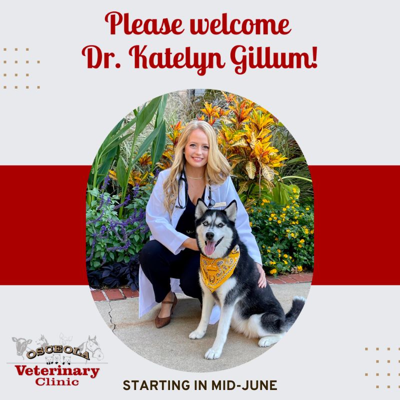 Dr. Katelyn Gillum